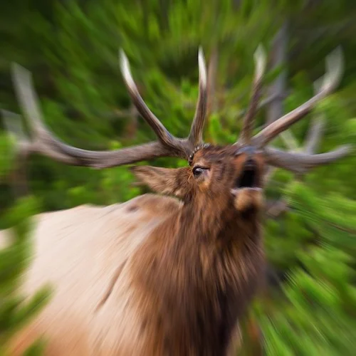 Elk bugling.jpg