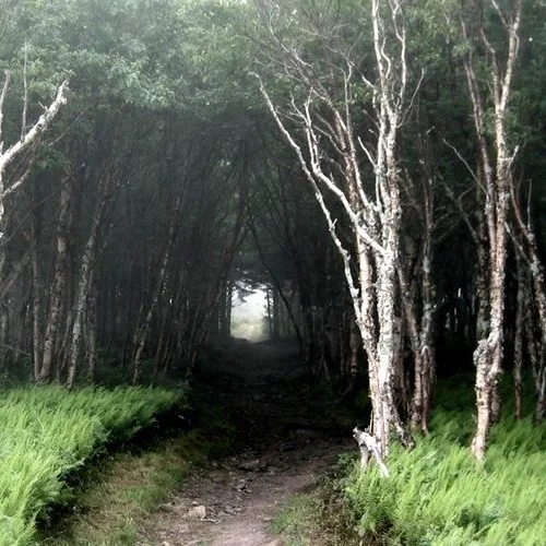 when-the-woods-are-scary-enchanted-forests-like-brothers-grimm-broken-fairytales_full-700x500.jpg