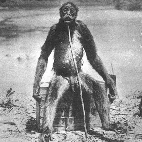 Episode 89 – Monkey Business