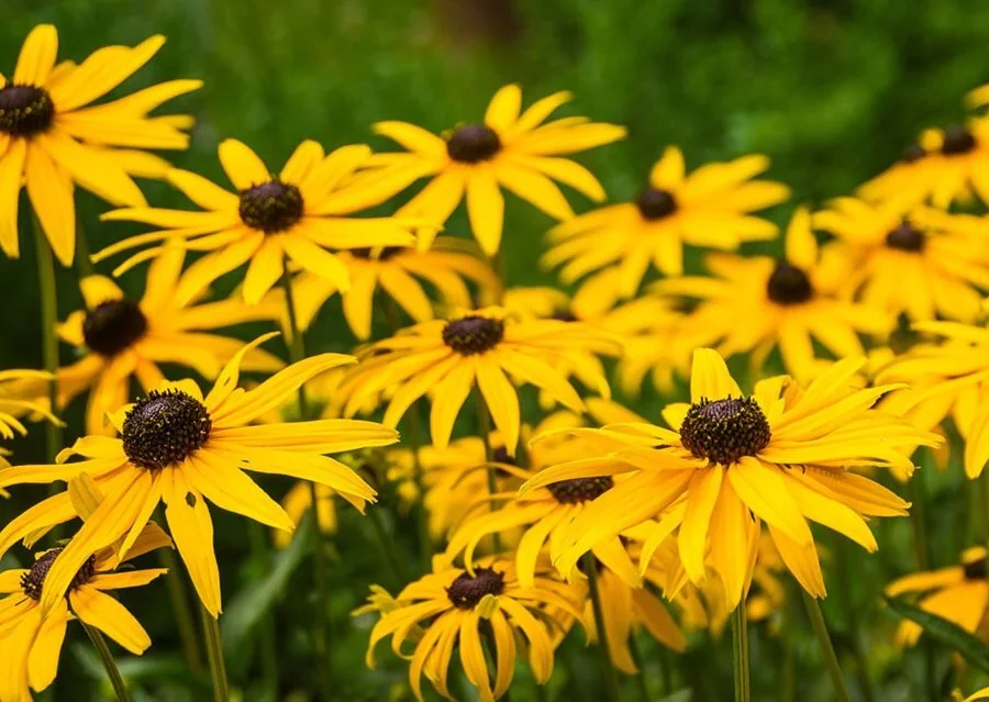 rudbeckia.jpg