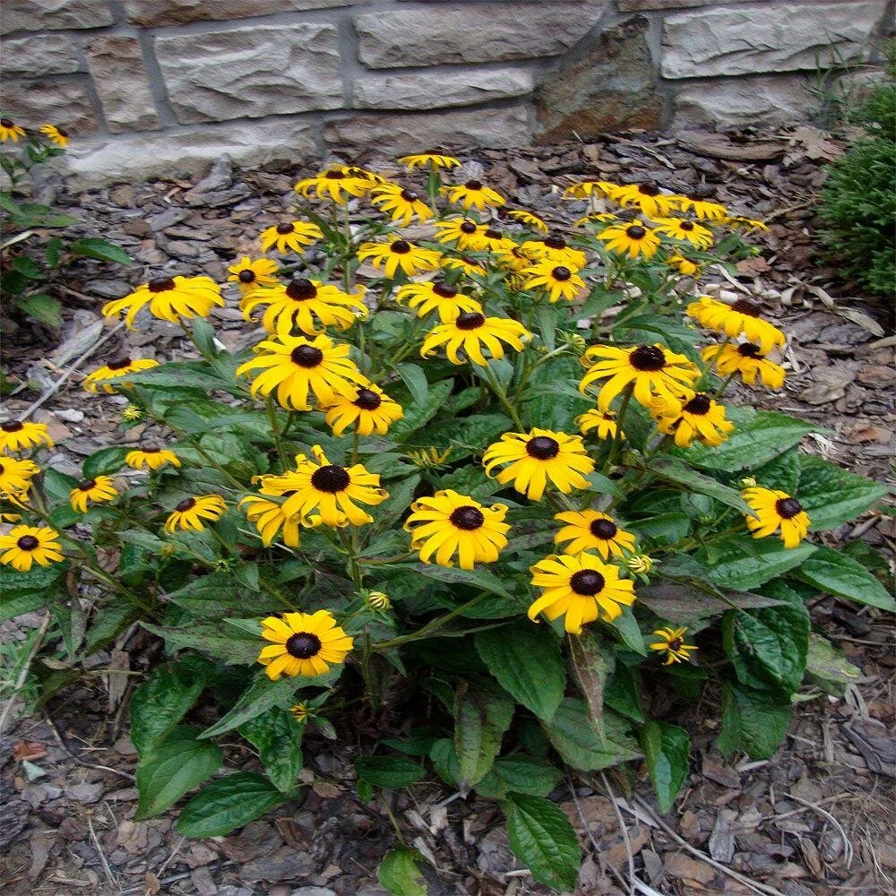 rudbeckia3.jpg