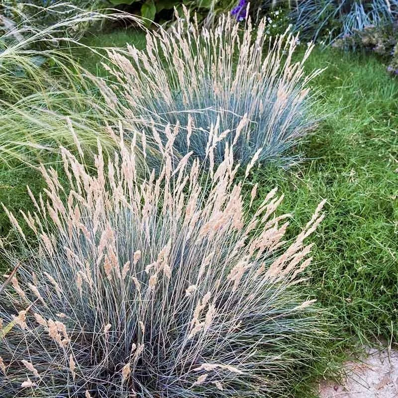 bluefescue2.jpg