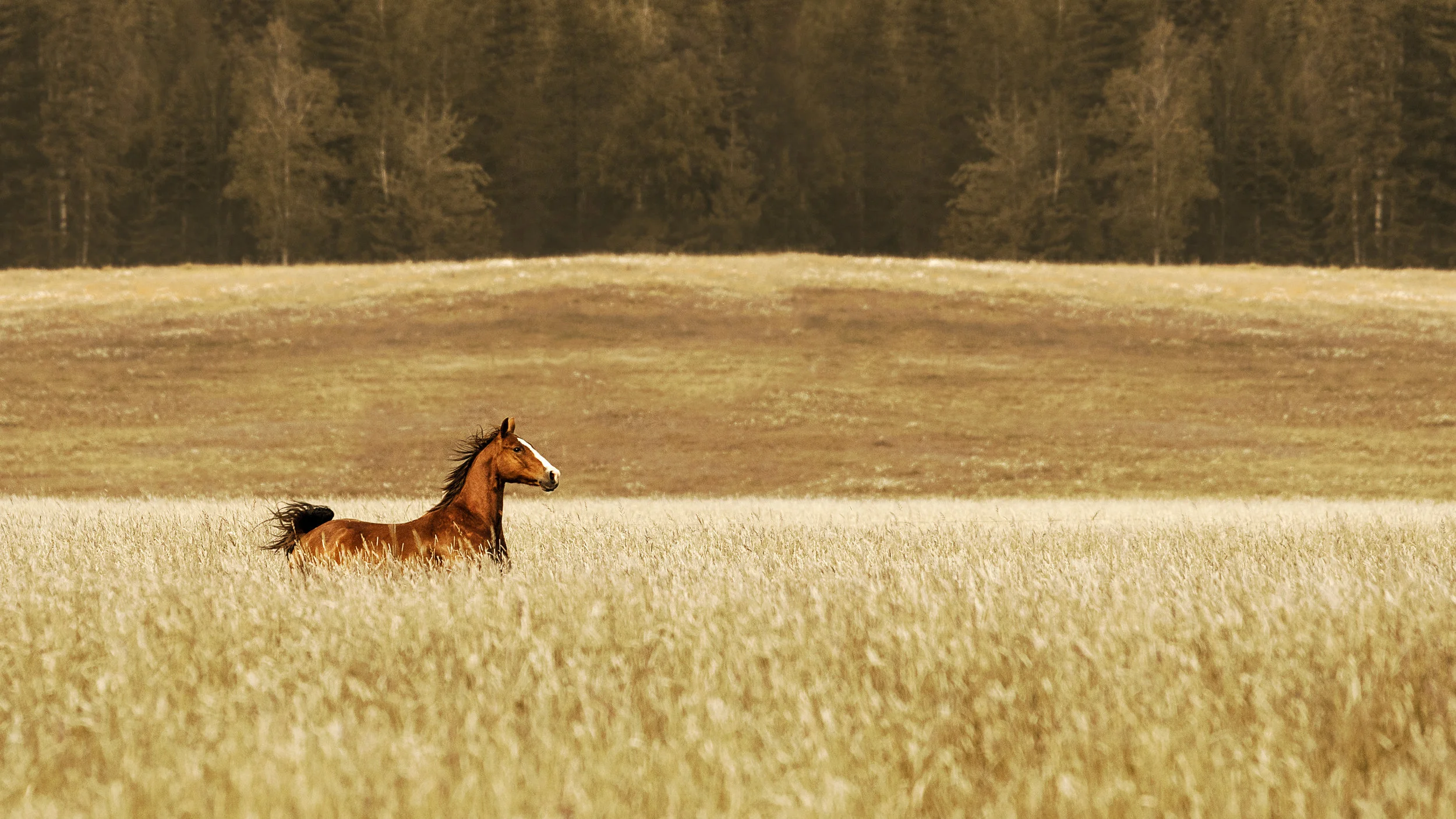 Bay Horse Running Through a Gold Field