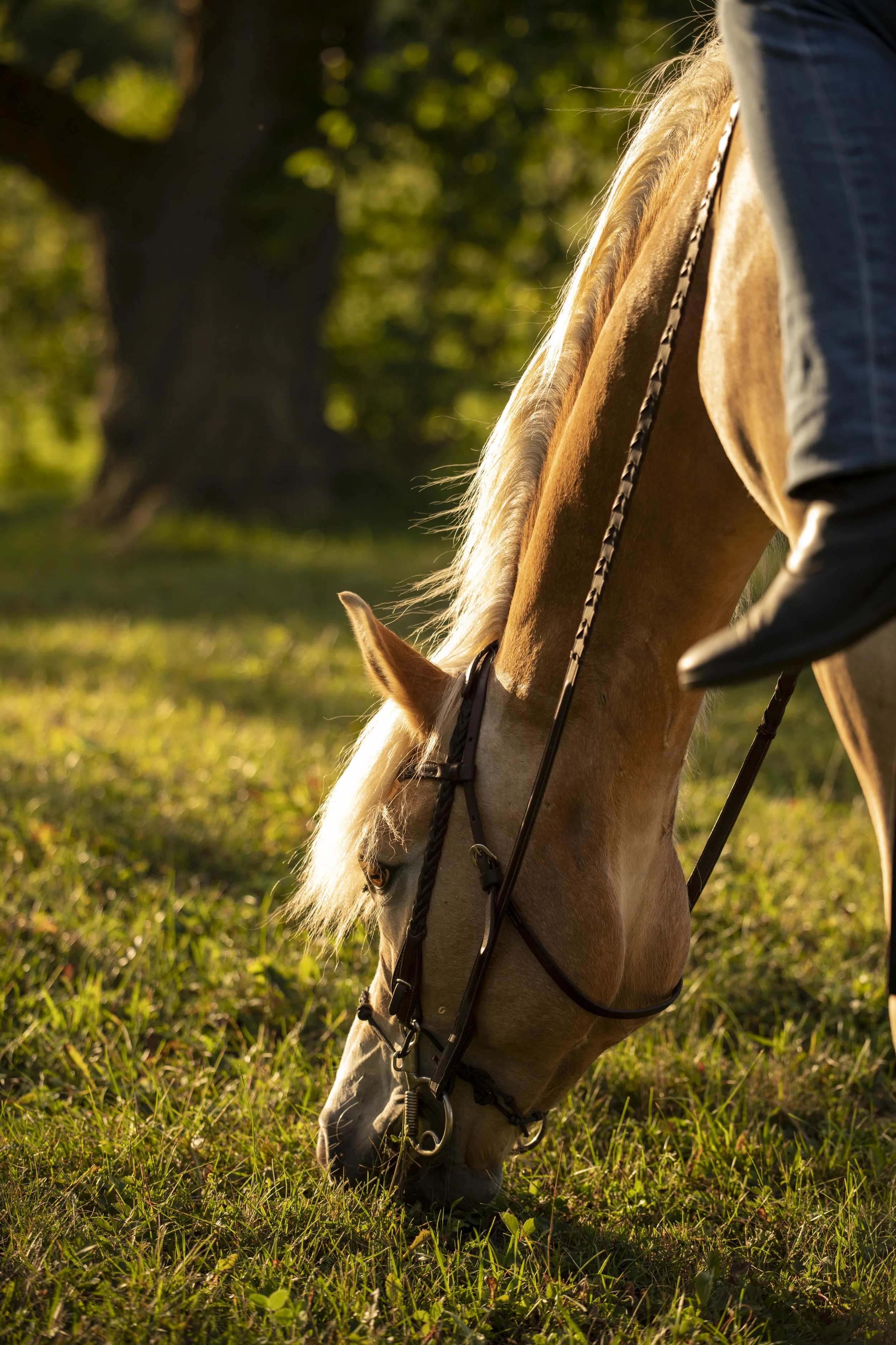 Teach your horse to not eat grass unless you let them!