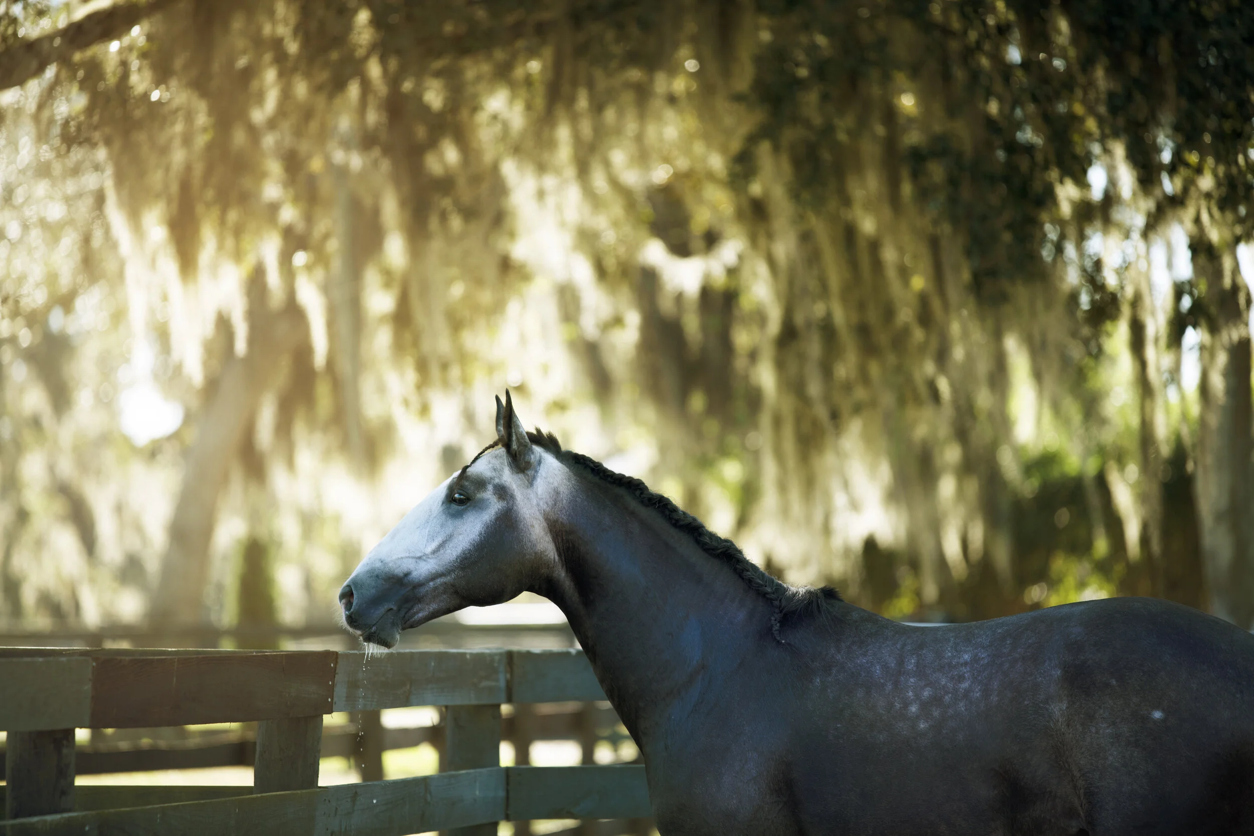Grey Stallion under the spanish moss.jpg