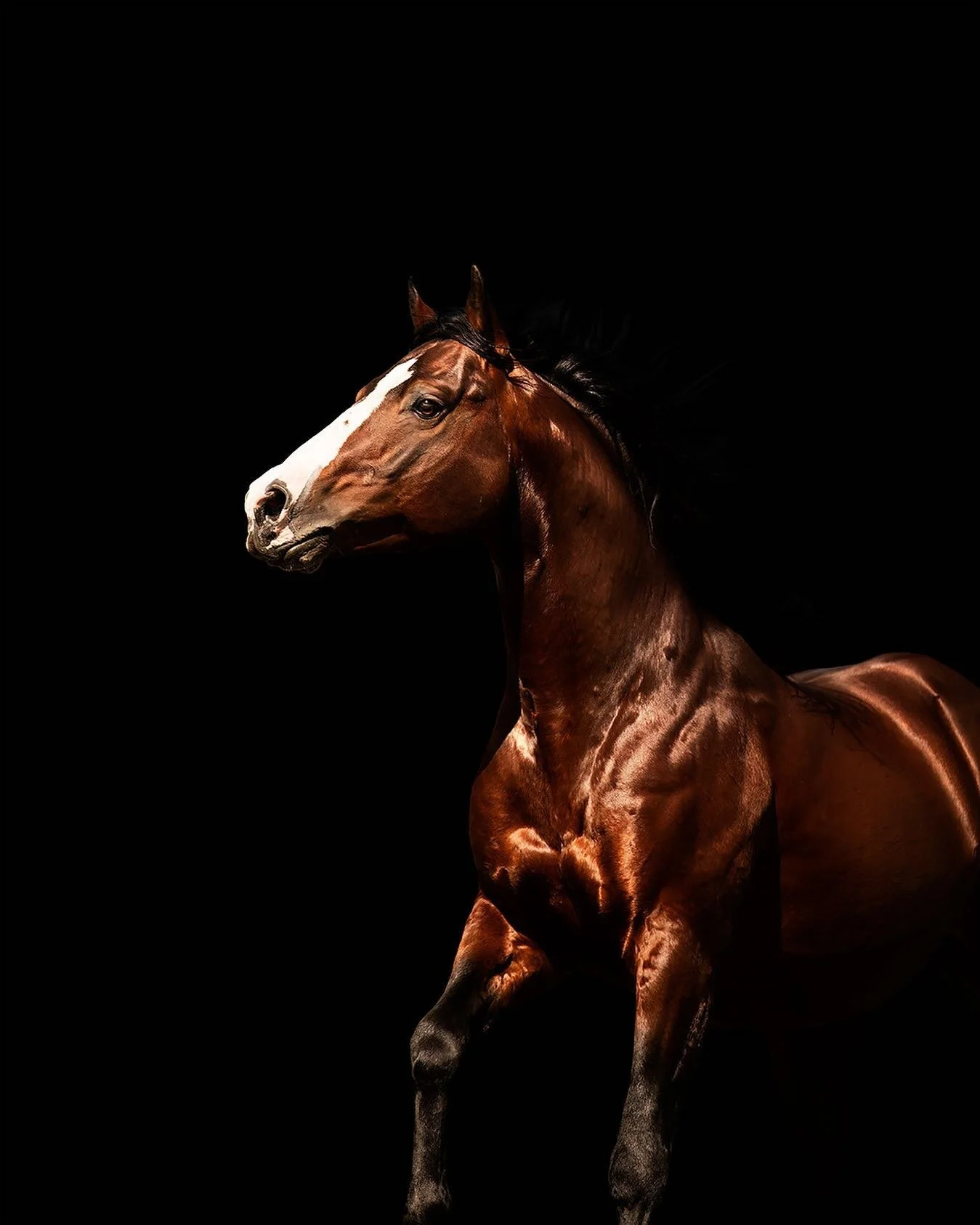 Glossy coat ✅

The ridiculously stunning 2010 cow bred AQHA stallion Cross Bar Durango ✨ I may or may not have measured my trunk to see if I could squish this guys foal into it&hellip; the &lsquo;problem&rsquo; with having clients with incredible hor