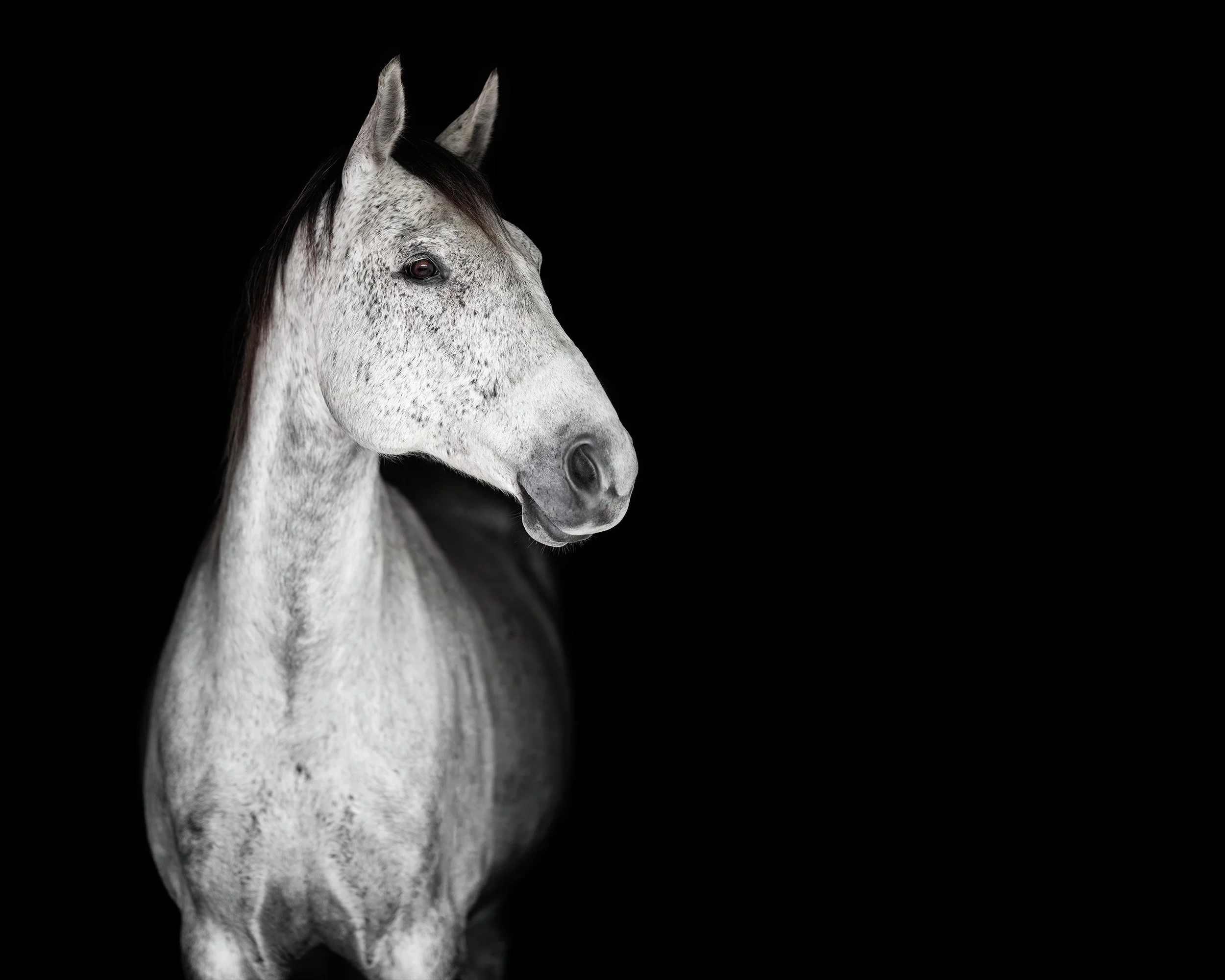 Grey horse portrait on black background