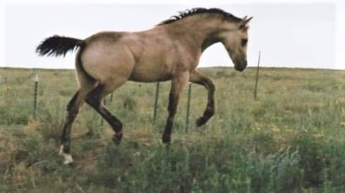 amberfoal.jpeg