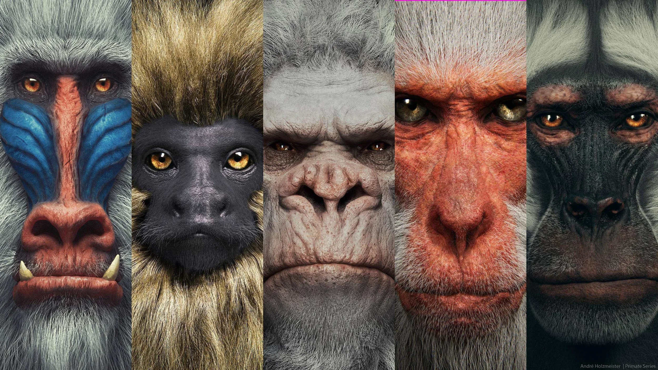 Primates_BG.jpg