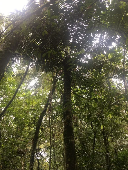 Day 6: Daintree Rainforest 
