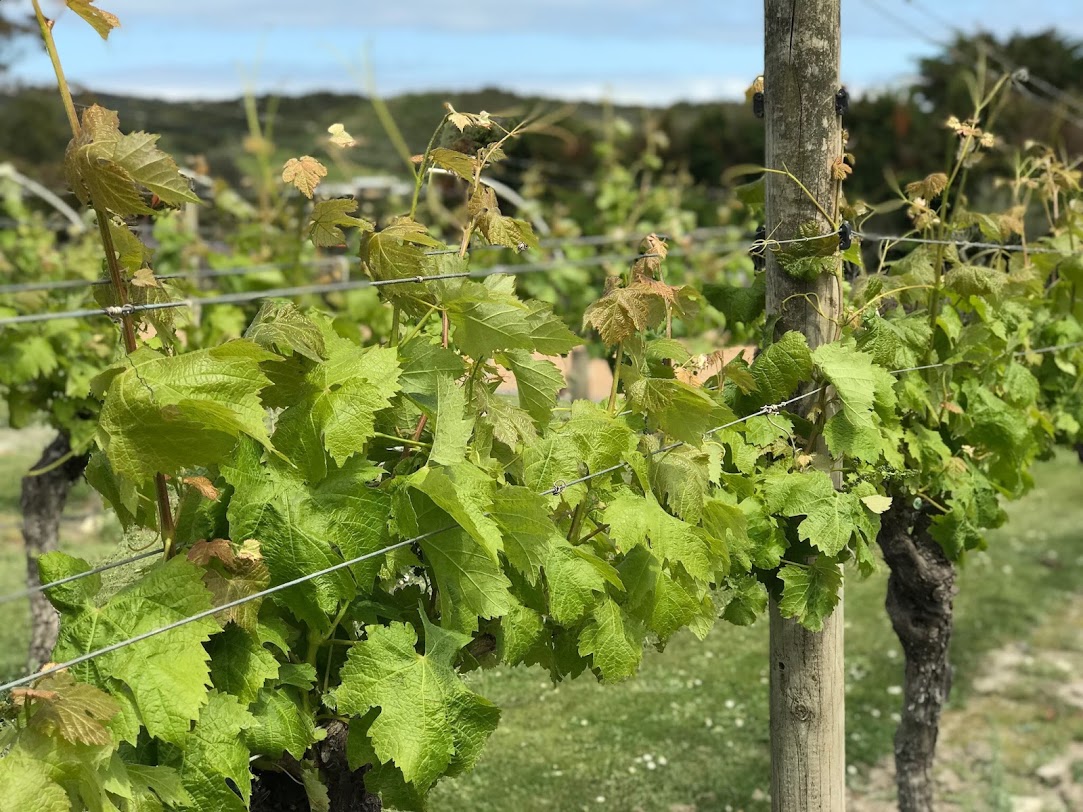 Day 17- Waiheke Island Fun