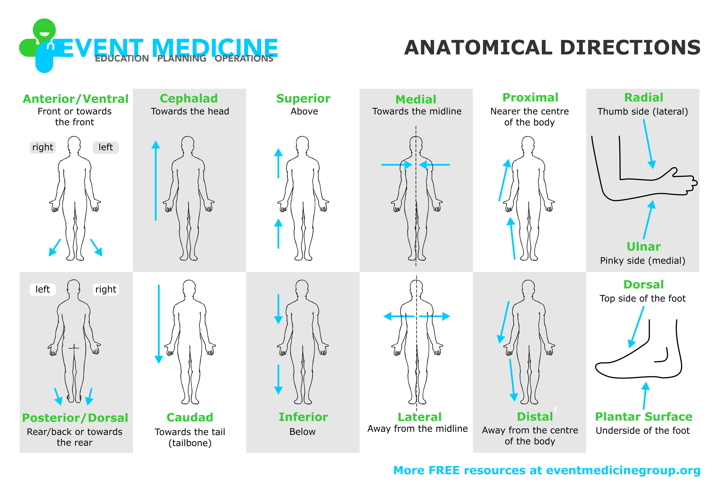 Anatomy Directional Terms Examples