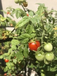 Letting Life Create Habits (When you lack any of your own!) 