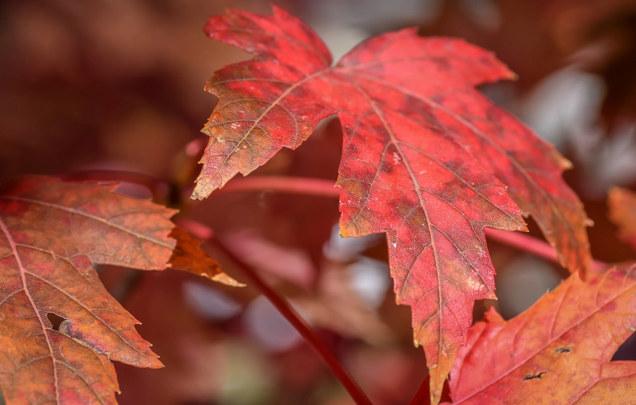 Maple Leaf