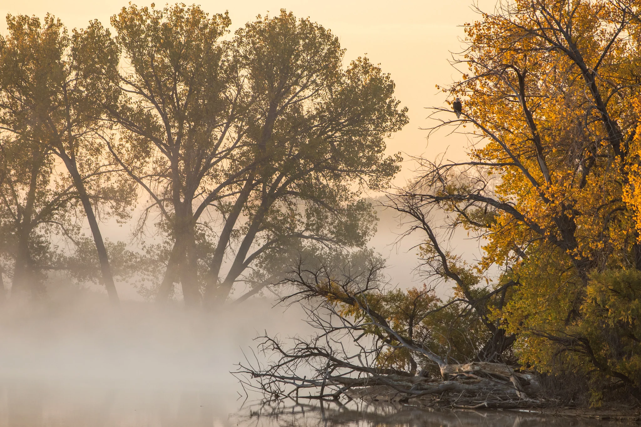 Eagle at Dawn