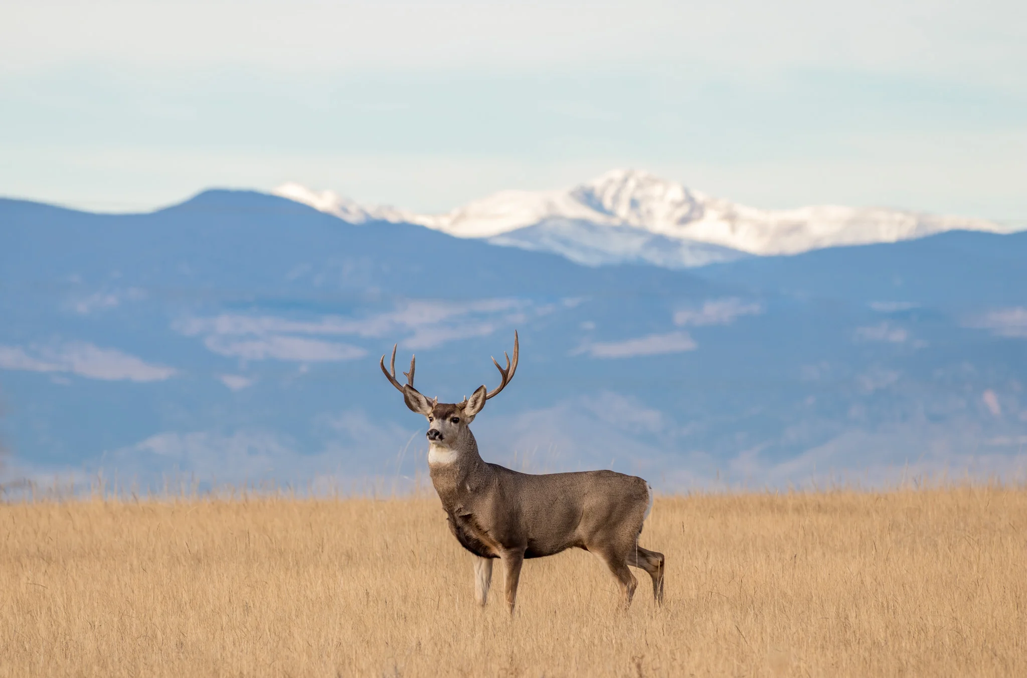 Rocky Mountain Buck