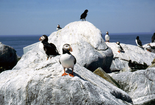 atlantic-puffins.jpg