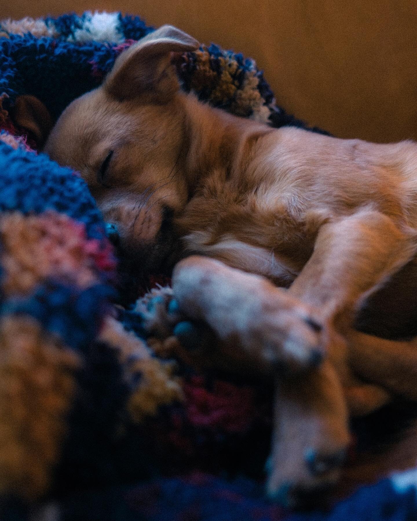 🐕💤 Imagine if we could somehow see dog&rsquo;s dreams&hellip; I mean just imagine how useless that technology would be, huge waste of funding!
.
.
.
.
.
.

#nowherediary #35mm #fujiframez #x100v #x100f #documentlife #fujiweekly #fujilove #fujimag #