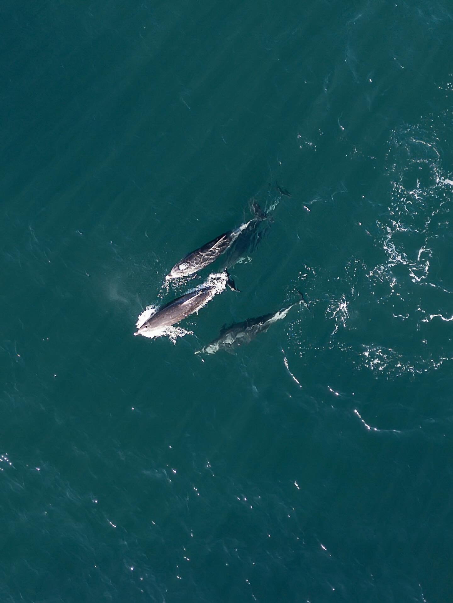Today was worth the early drive to the ocean. So stoked to see these beauties! We could have watched them all day! First time flying the drone out so far, thought I lost it many times 😬.

#serenajonesphotography #sweetlittlepixels #dophins #drone #d