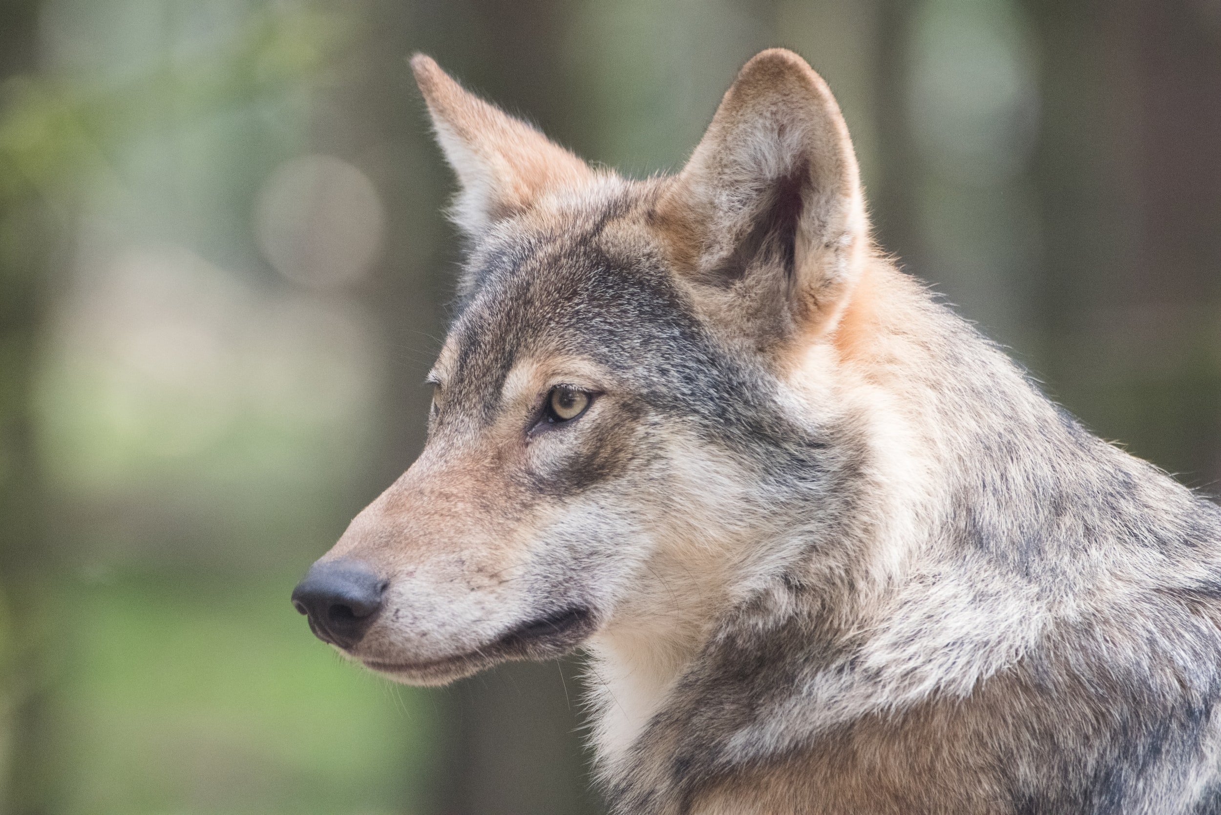 A close up of a wolf with the background blurred