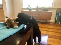 Betsy’s squeaky cow that you might hear
