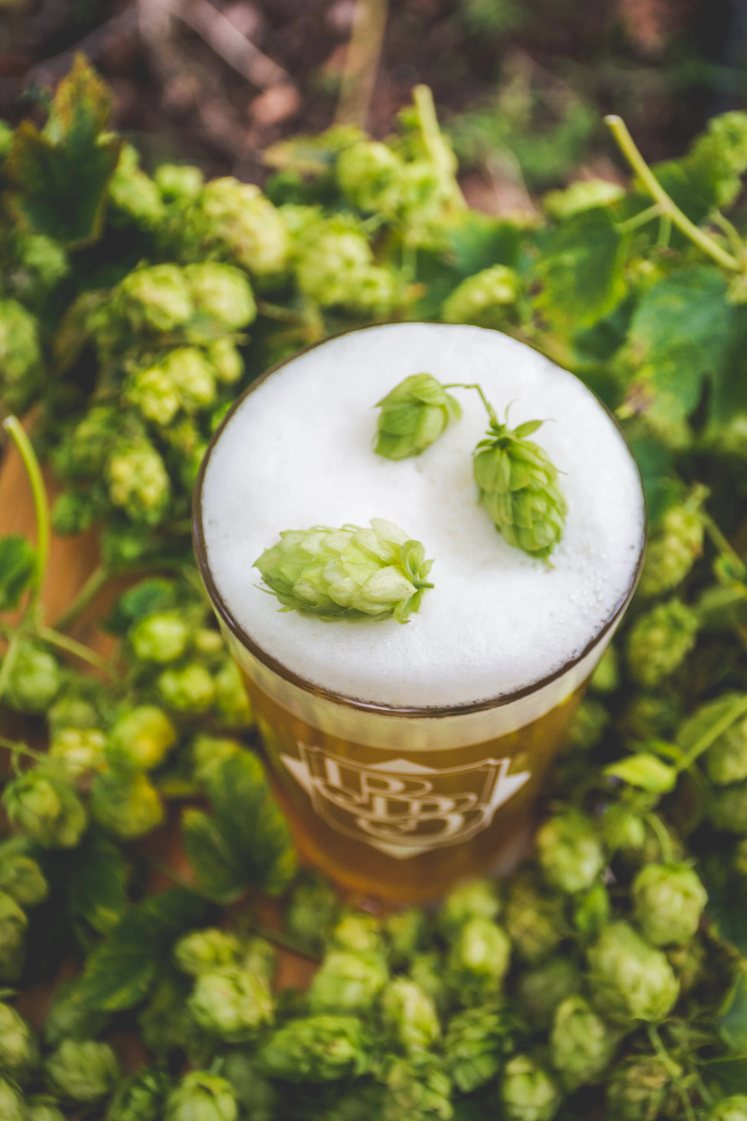 Fresh Hop - 2019-9.jpg
