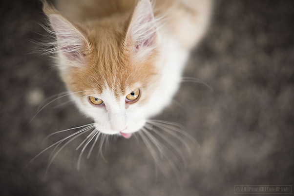 _DSC4611For-Square-Space-Use-for-WEB-.jpg