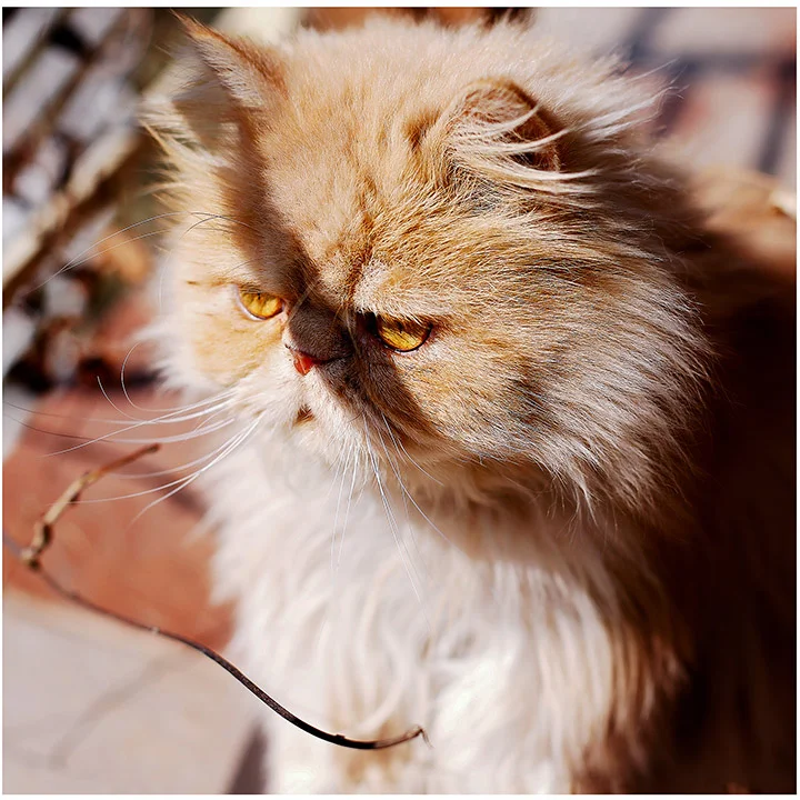 Mr Apricot