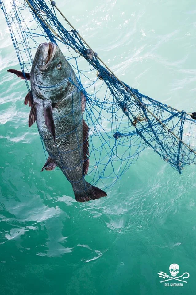 A totoaba fish caught in an illegal gilnet on Operation Milagro 2018. They are now endangered due to illegal fishing.
