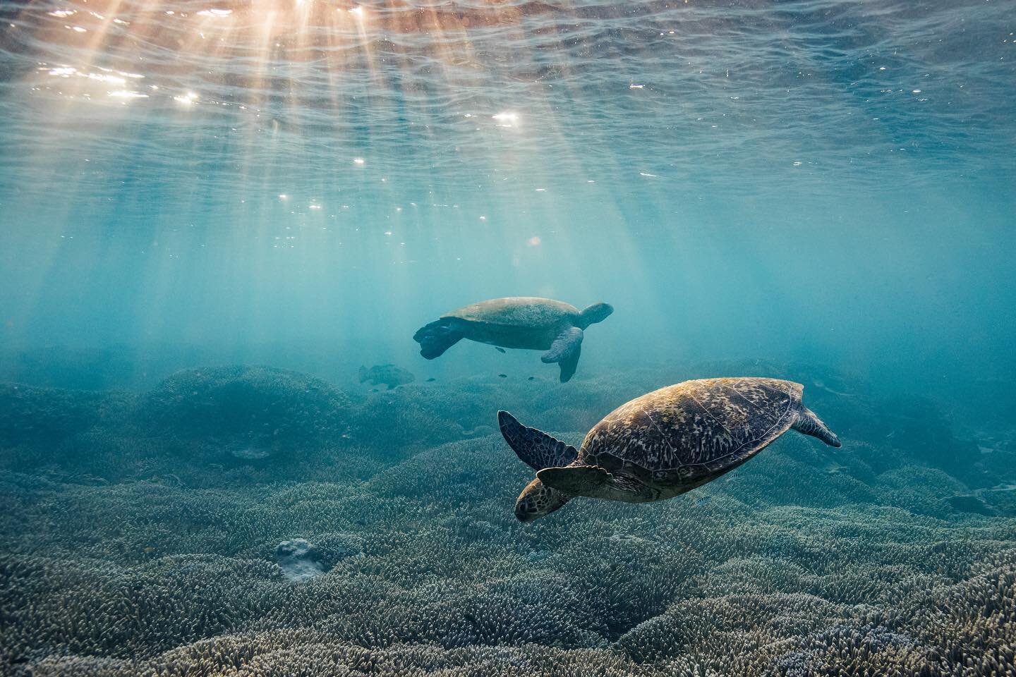 Green turtles resting and feeding beneath the golden rays at sunset @ladyelliotislandecoresort . This place is just magic ✨
