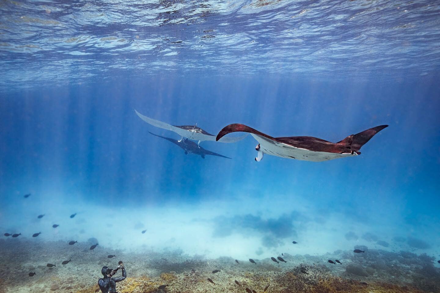 #whereswally 🤣 can you spot my dive buddy looking super minuscule compared to these incredible Manta rays at @ladyelliotislandecoresort