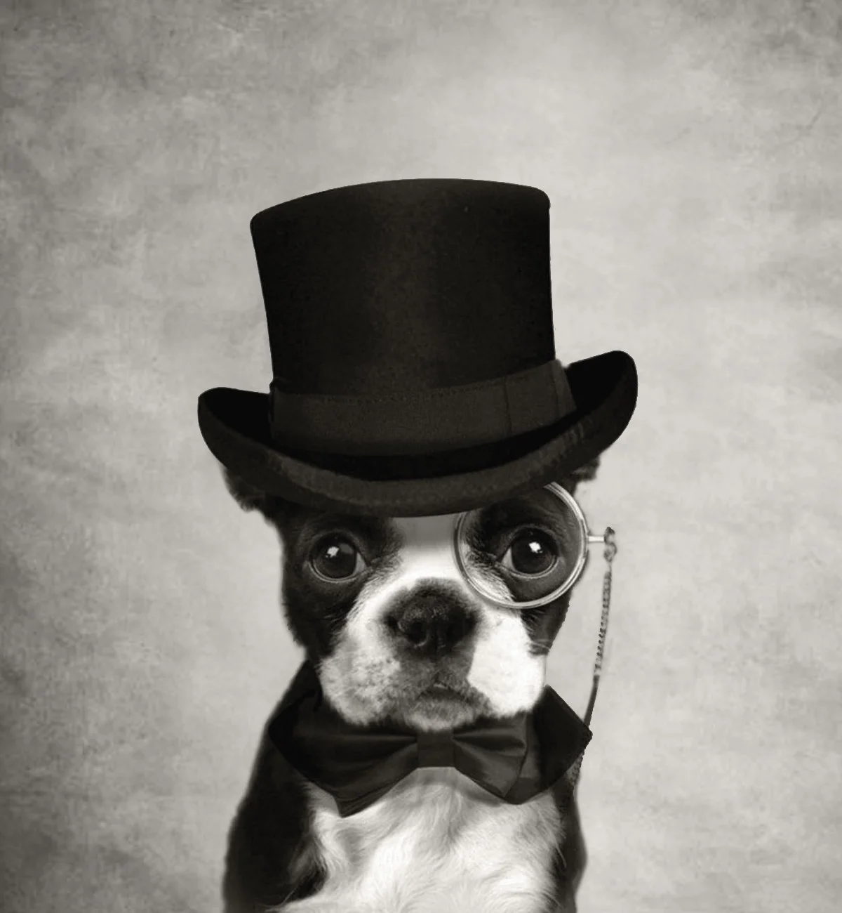 dog in hat.jpg