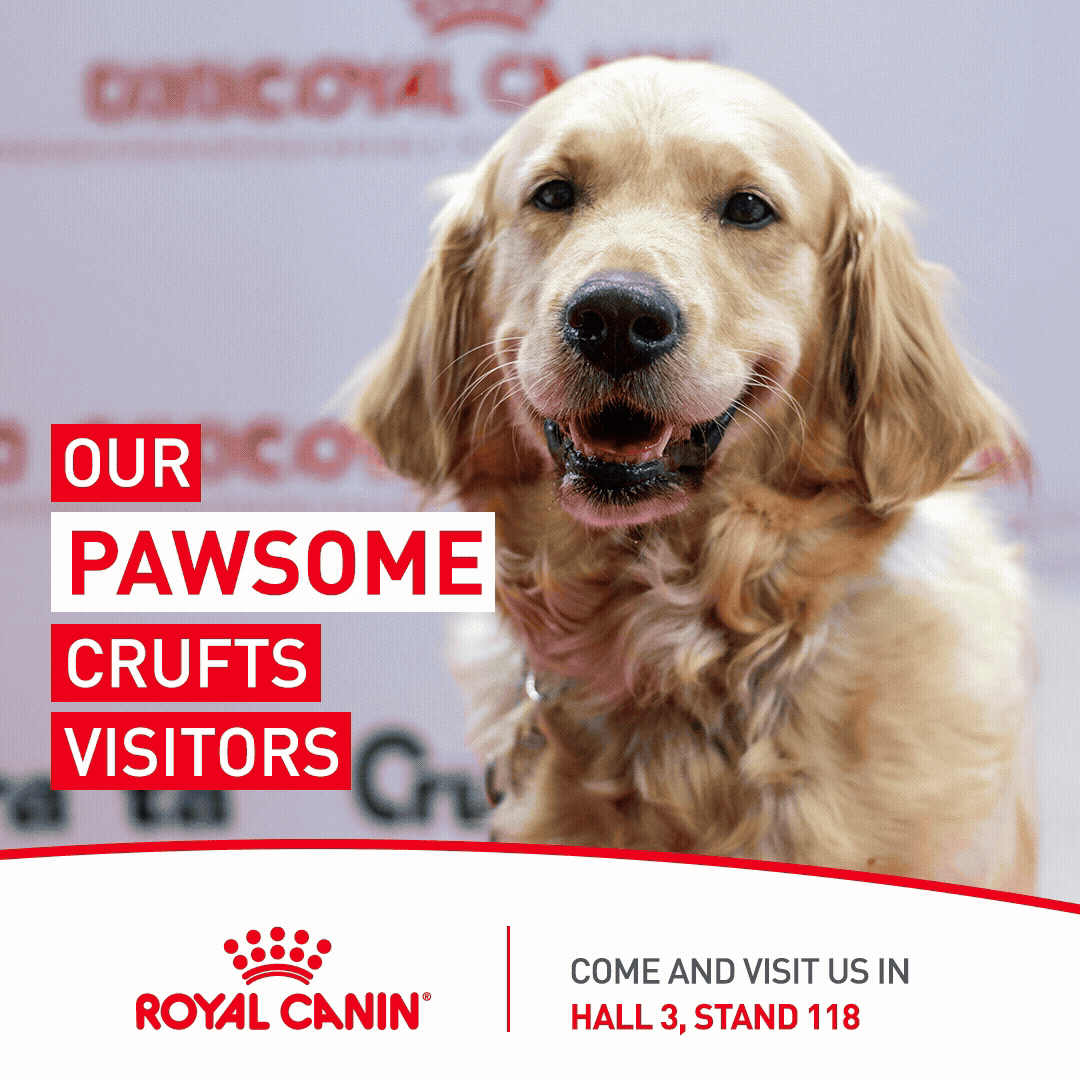 Crufts 1080x1080.gif