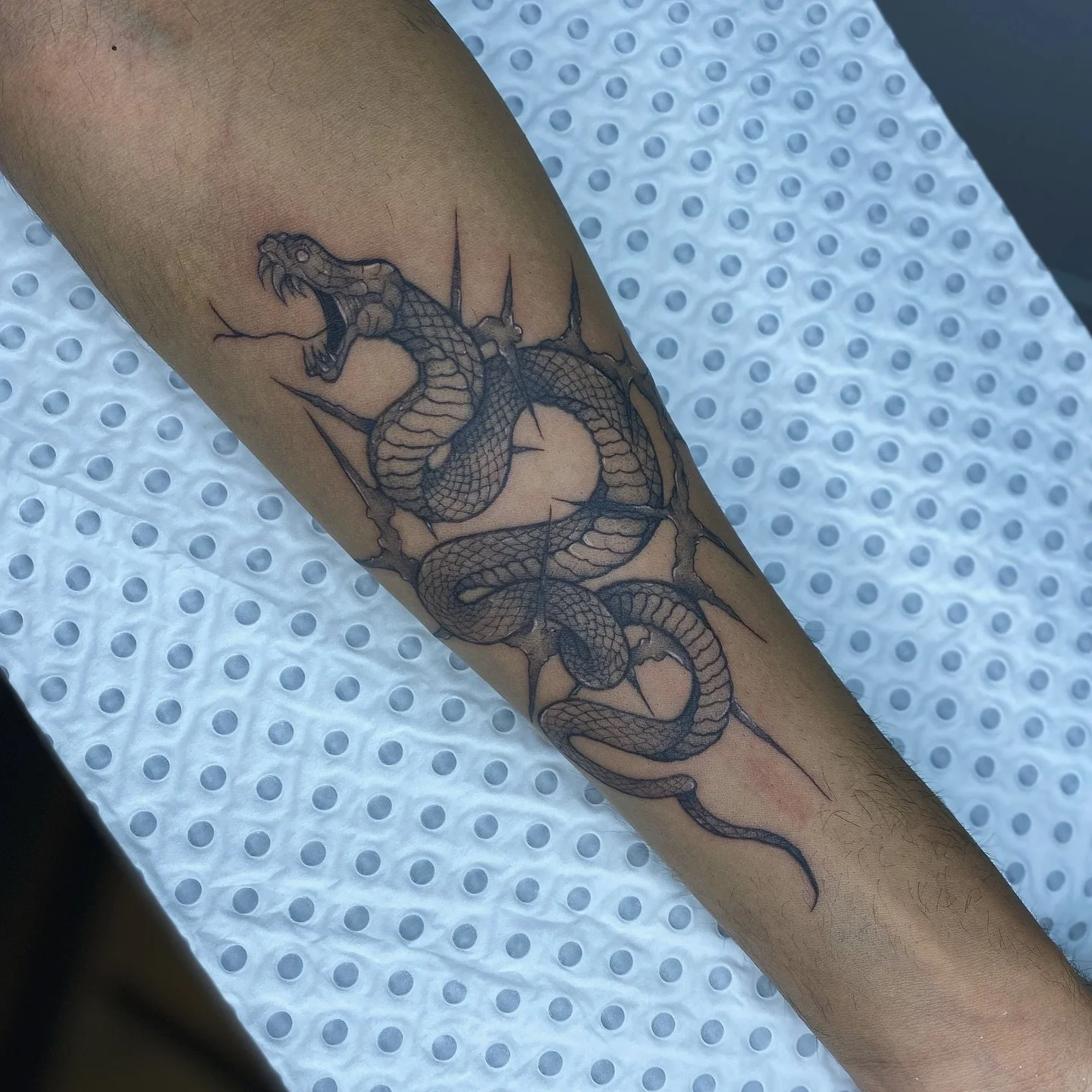 Another day, another bitey little guy!
Thanks Ruchin, for all the trust with your first tattoo!

🐍 done at @infiniteworldstattoo 
🌿 using @aftercare_collective 
.
.
.
#tattoo #tattoos #tattooapprentice #tattooartist #adelaidetattoo #adelaidetattoos