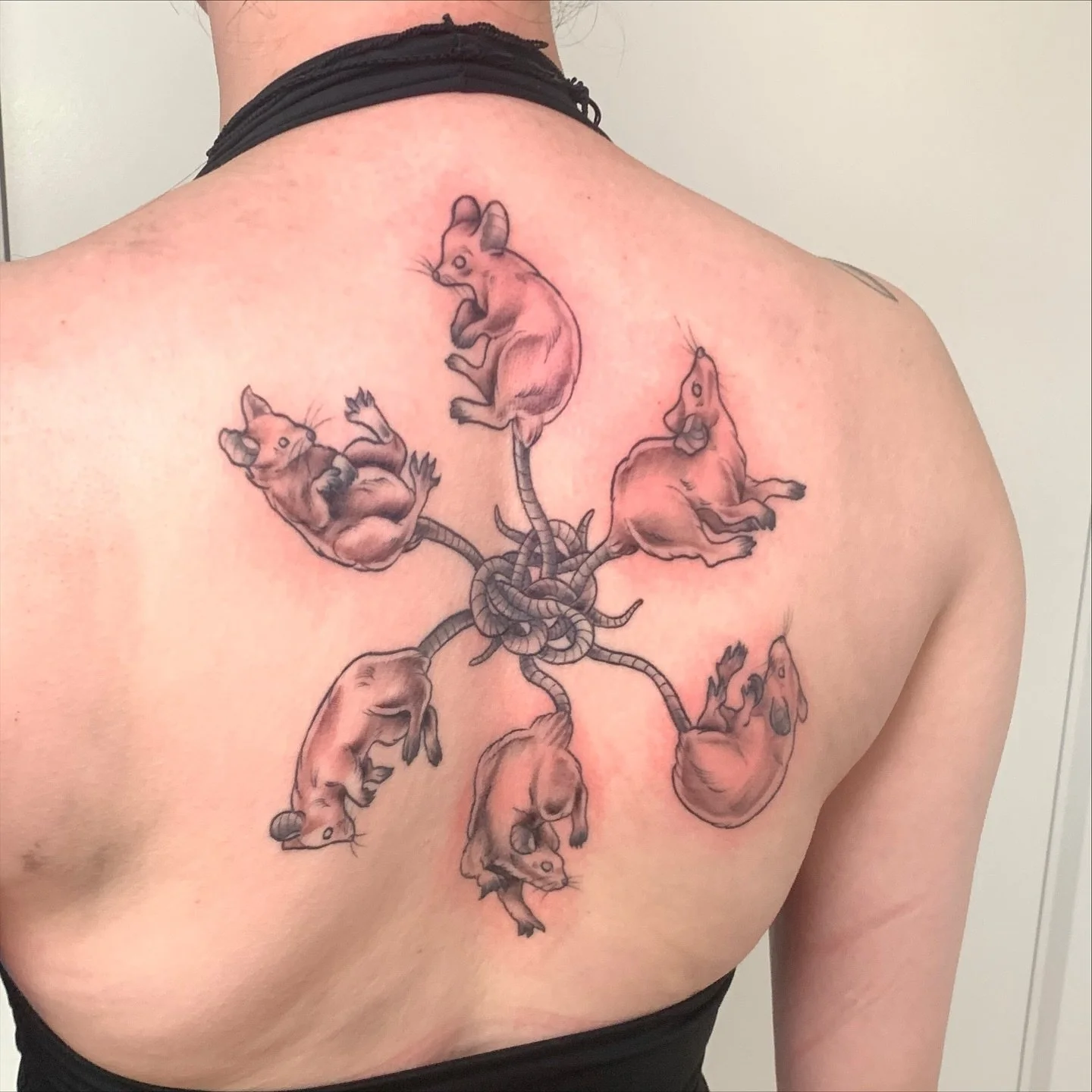 had the pleasure of finishing off this sick rat king back piece for @tasha__stra (lines and shading in the tail/lil pawsies healed, shading on rat bods fresh- swipe to see progress 🥰) and was even bestowed a trinket!! honestly yall- lately some of y
