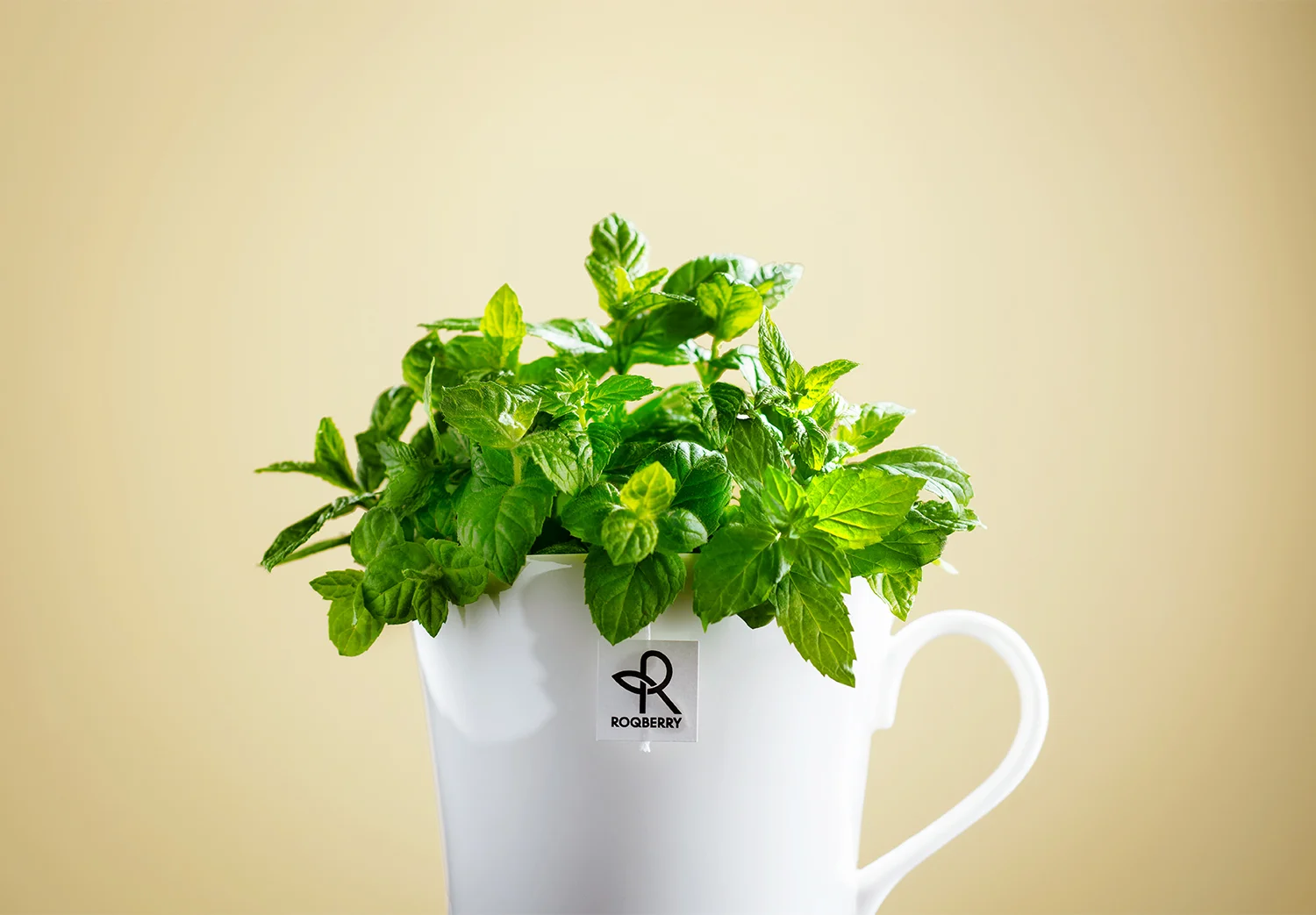 Roqberry_Peppermint Cream_Product Image_1500px_72dpi.jpg