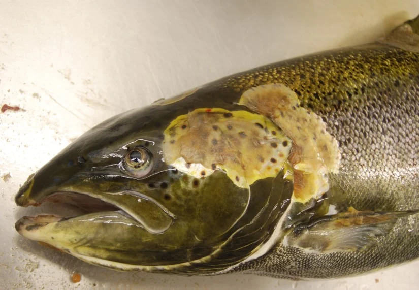 FishSap.jpg