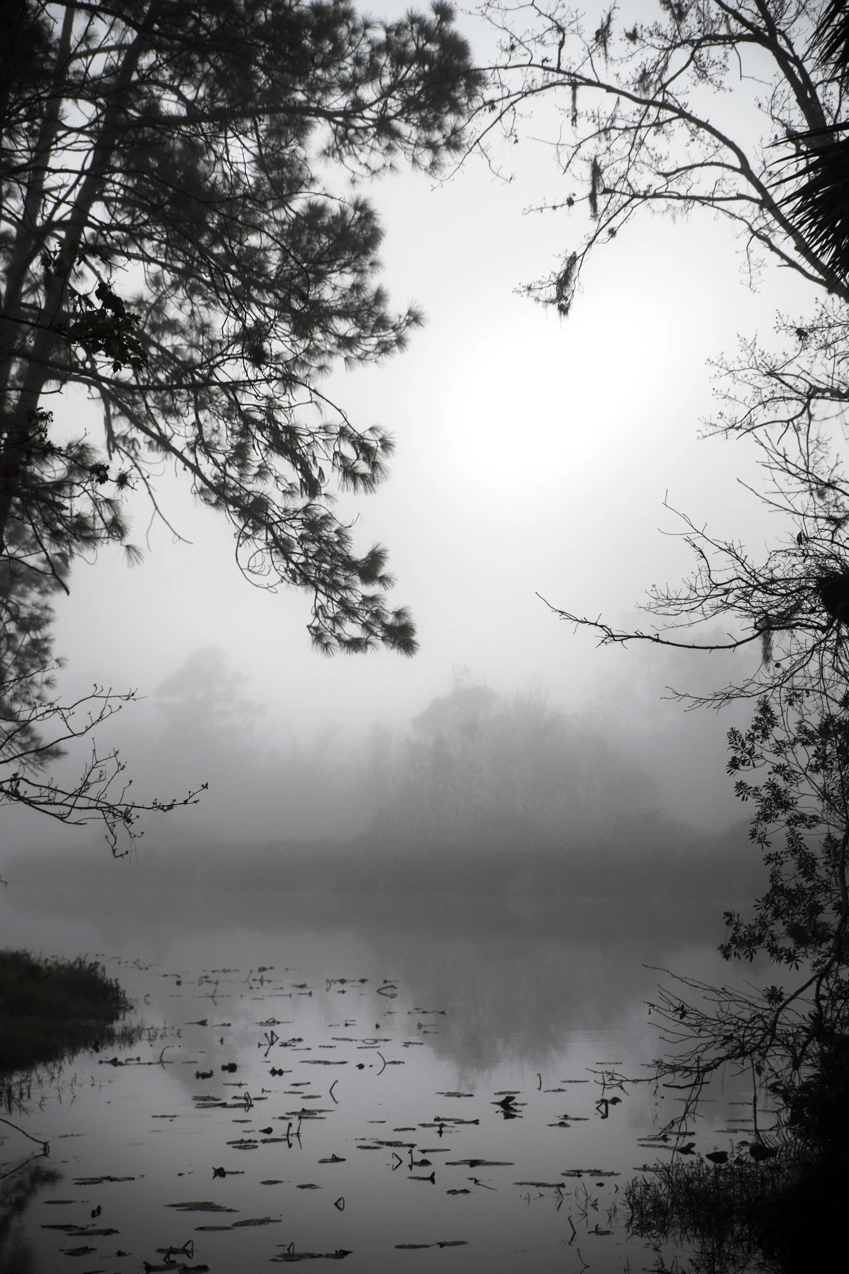 Misty-Trees-on-the-Water.jpg