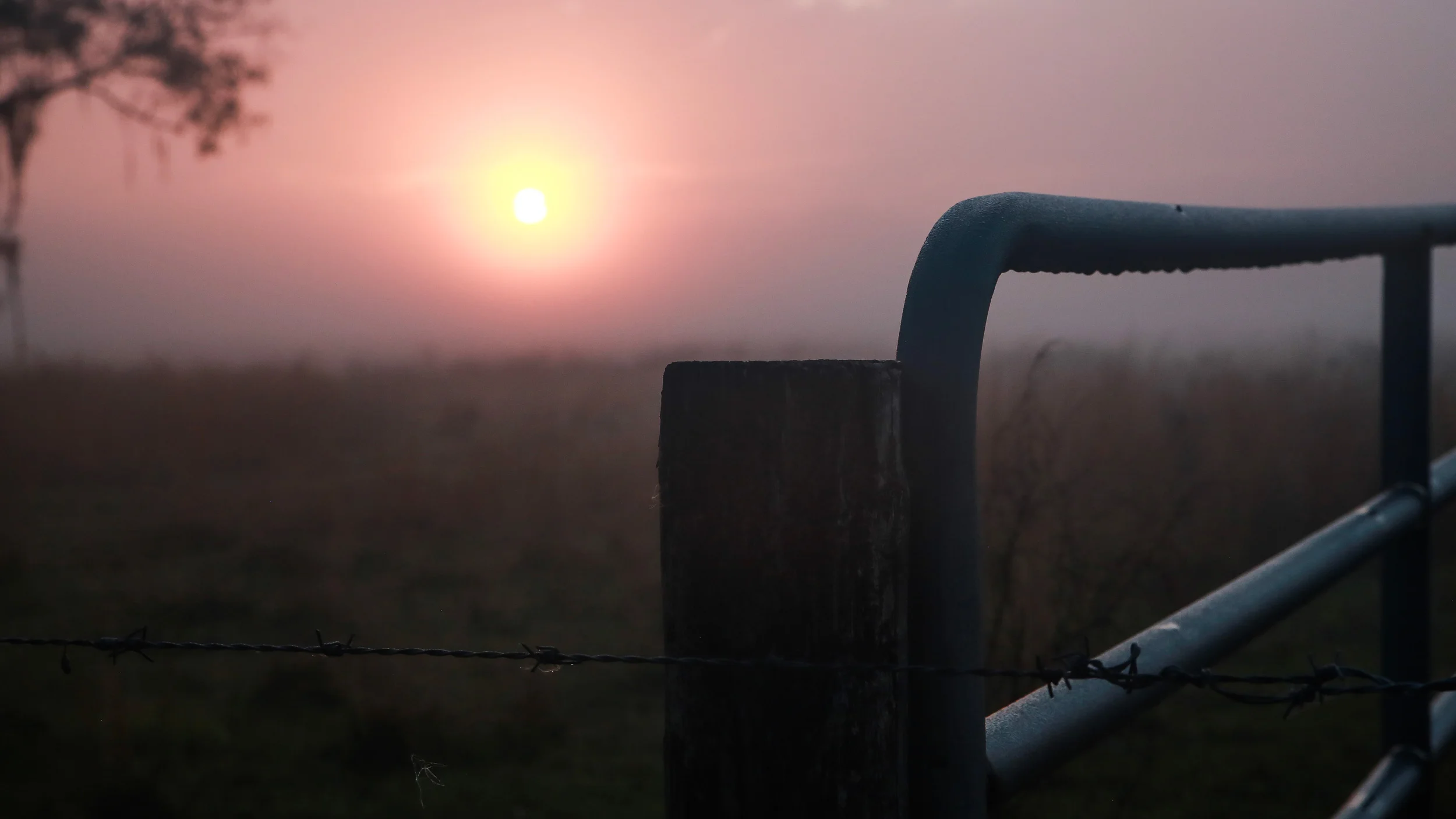 Fence-Mist-001.jpg