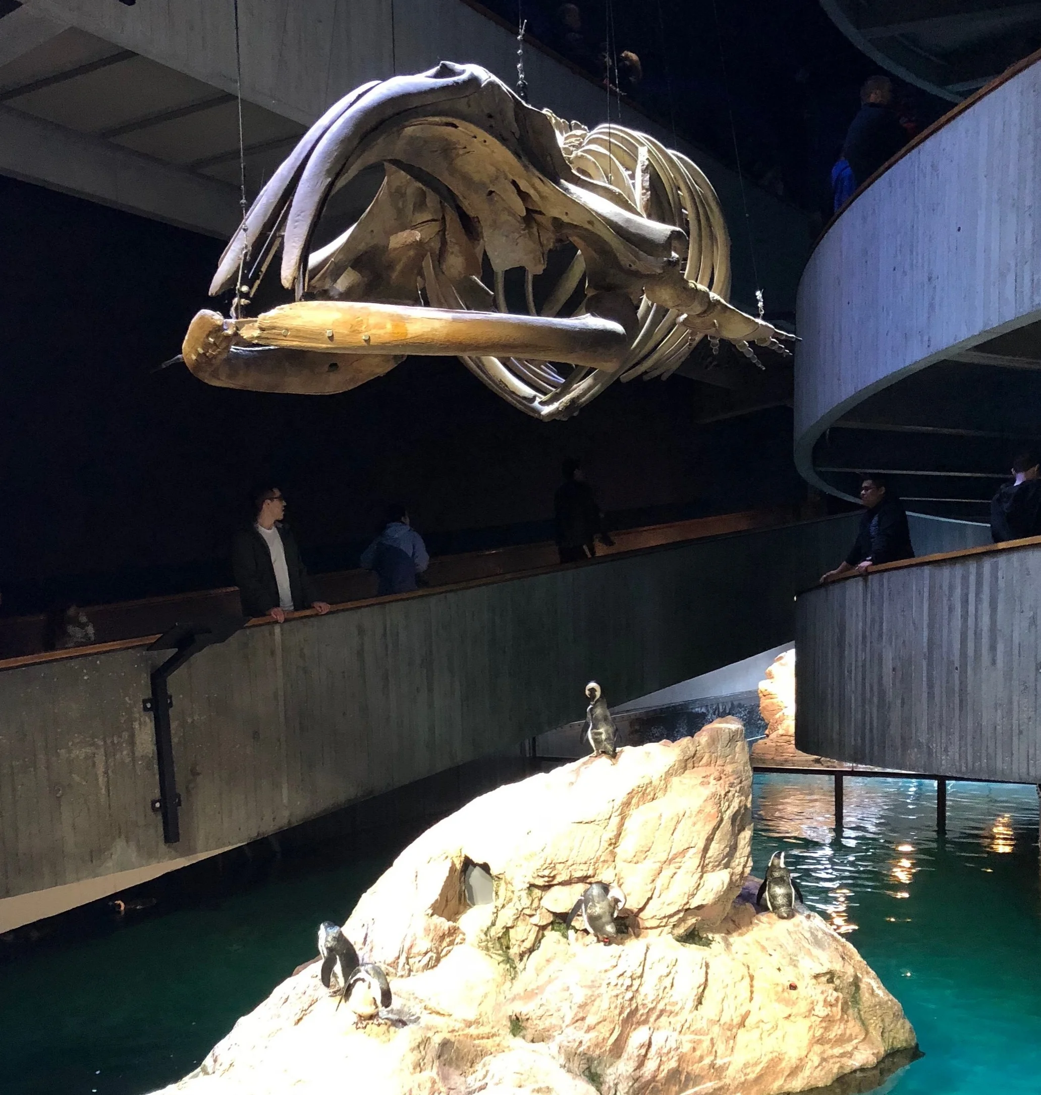 HIST1708 visit to the New England Aquarium