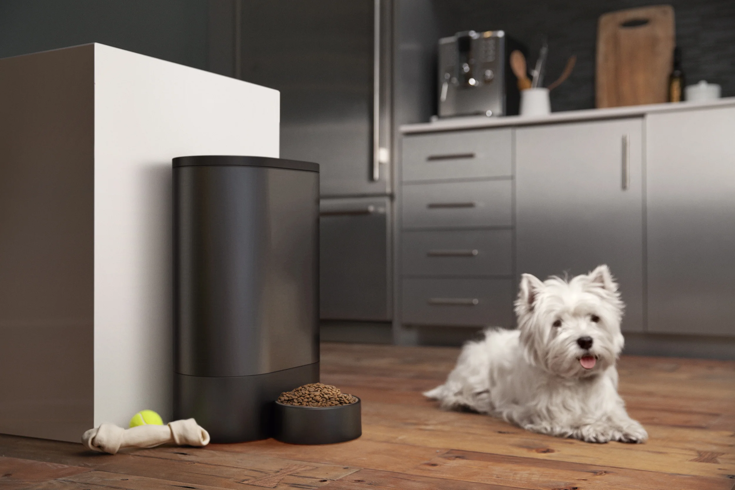 01 - Poppy Pet - 2015 Quirky