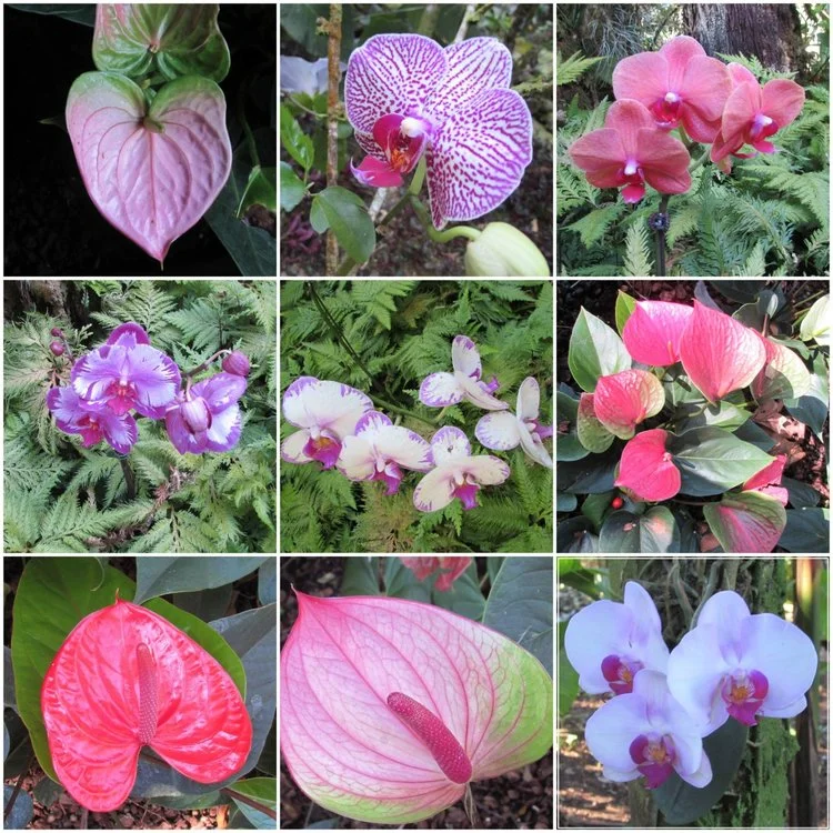 Botanical Garden, Big Island, Hawaii