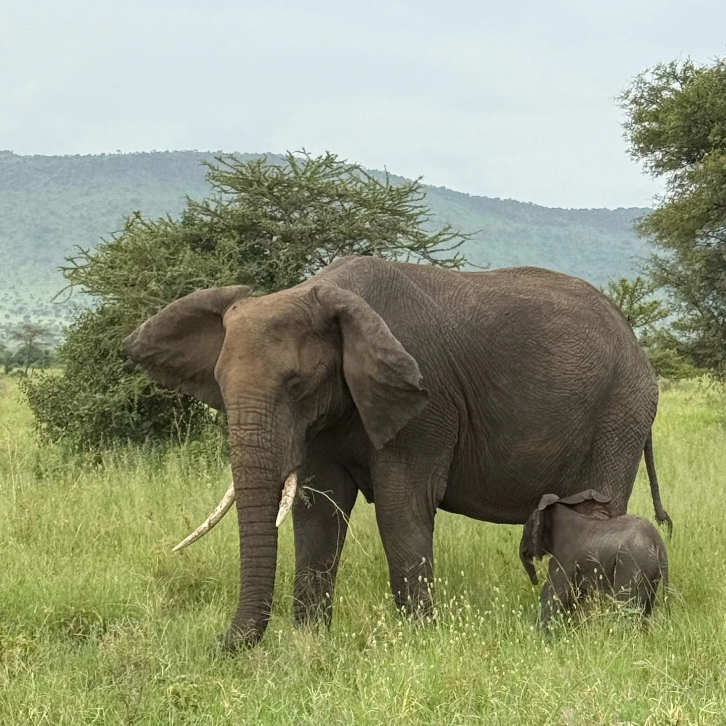 These elephants stopped us in our tracks &mdash; graceful, grounded, and moving as one. The hush fell over our trucks as we took in the sight of them. The protection of the baby by the herd captivated us for a long time, just fascinating to watch. Ph