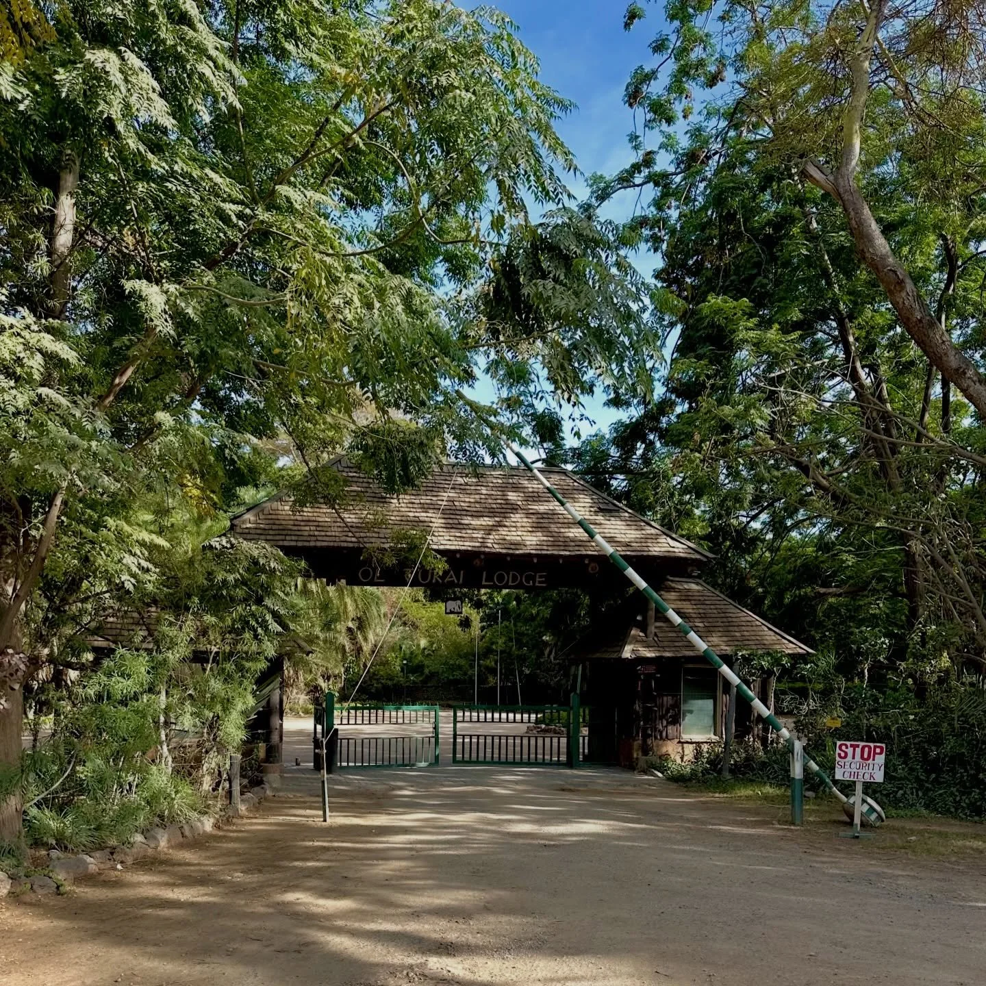 Next door to our lodge is Ol Tukai Lodge, a place where Ernest Hemingway and his wife Mary stayed in his later years. Hemingway was drawn to this region. inspired by the landscapes beneath Mount Kilimanjaro as he wrote about in some of his most well-
