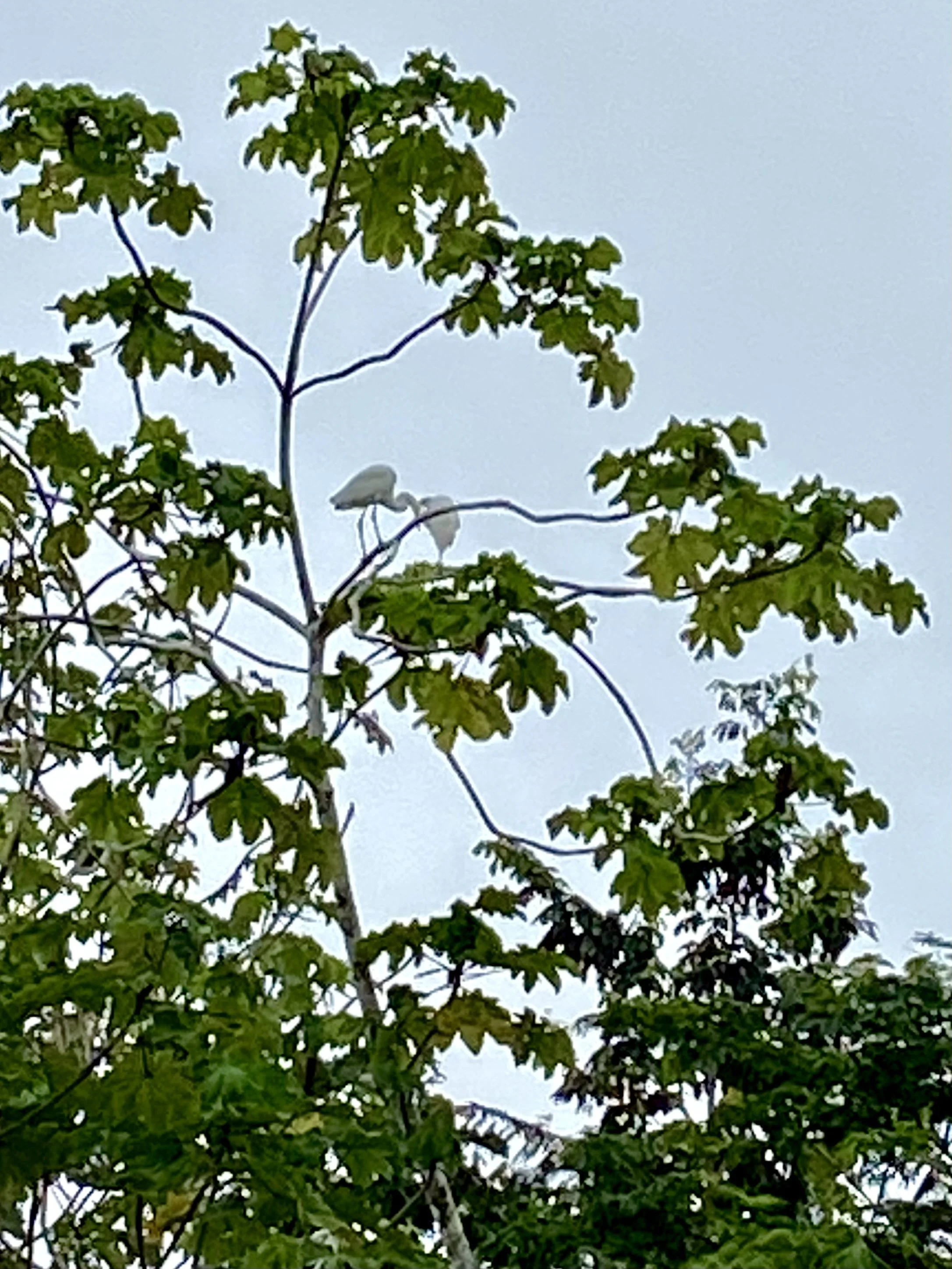 IMG_0807.jpeg