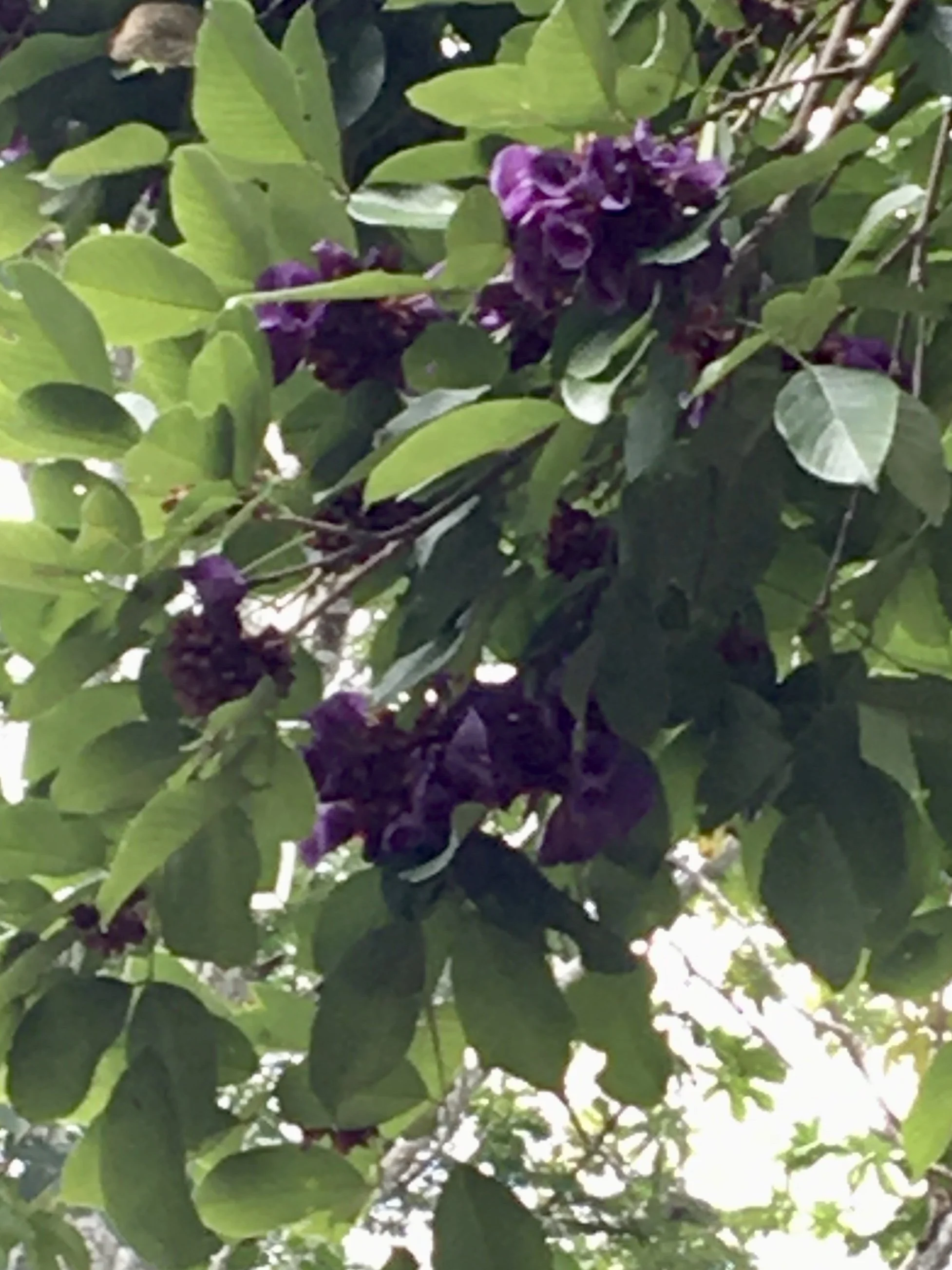 IMG_0689.jpeg