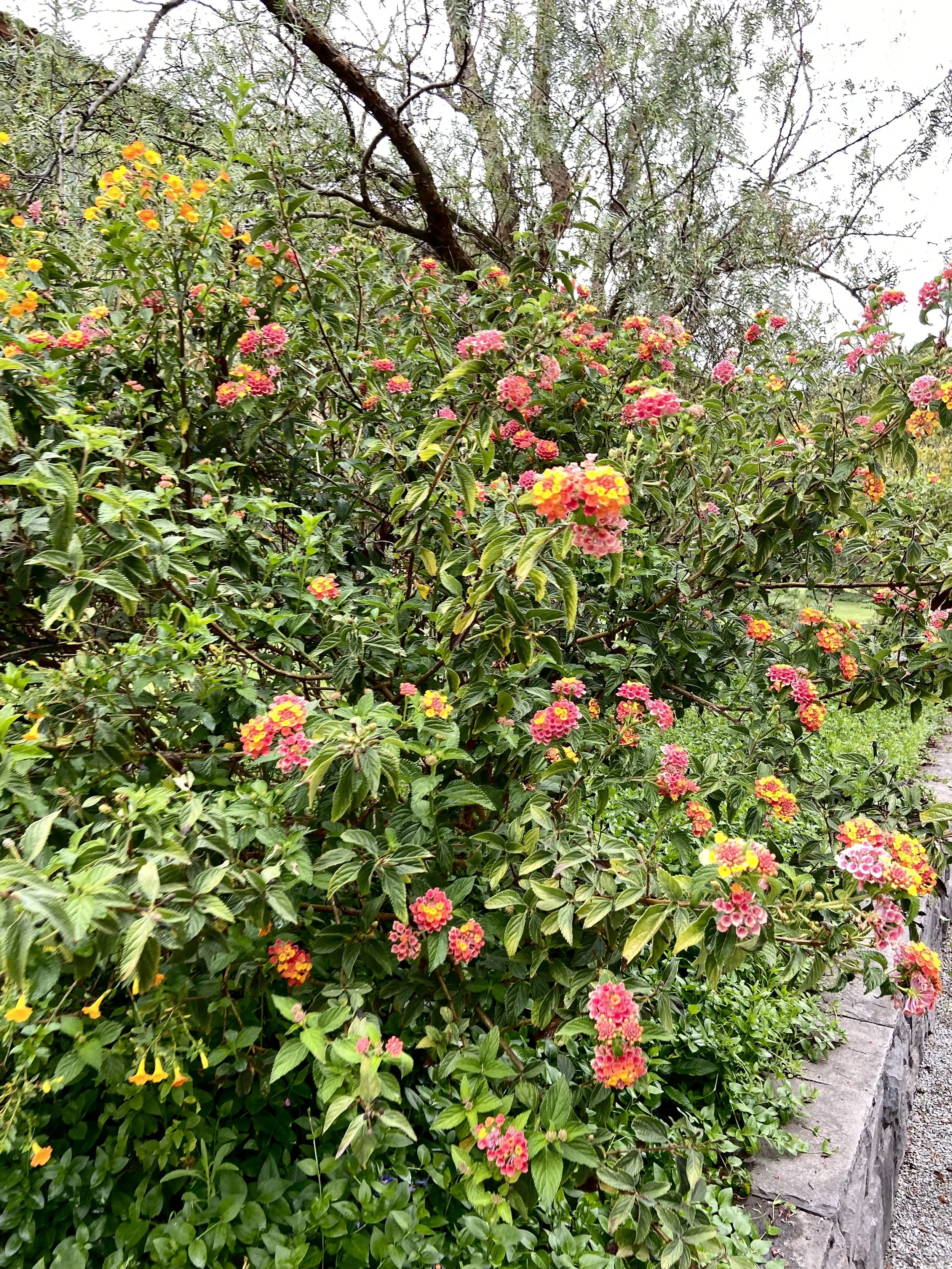 IMG_1003.jpeg
