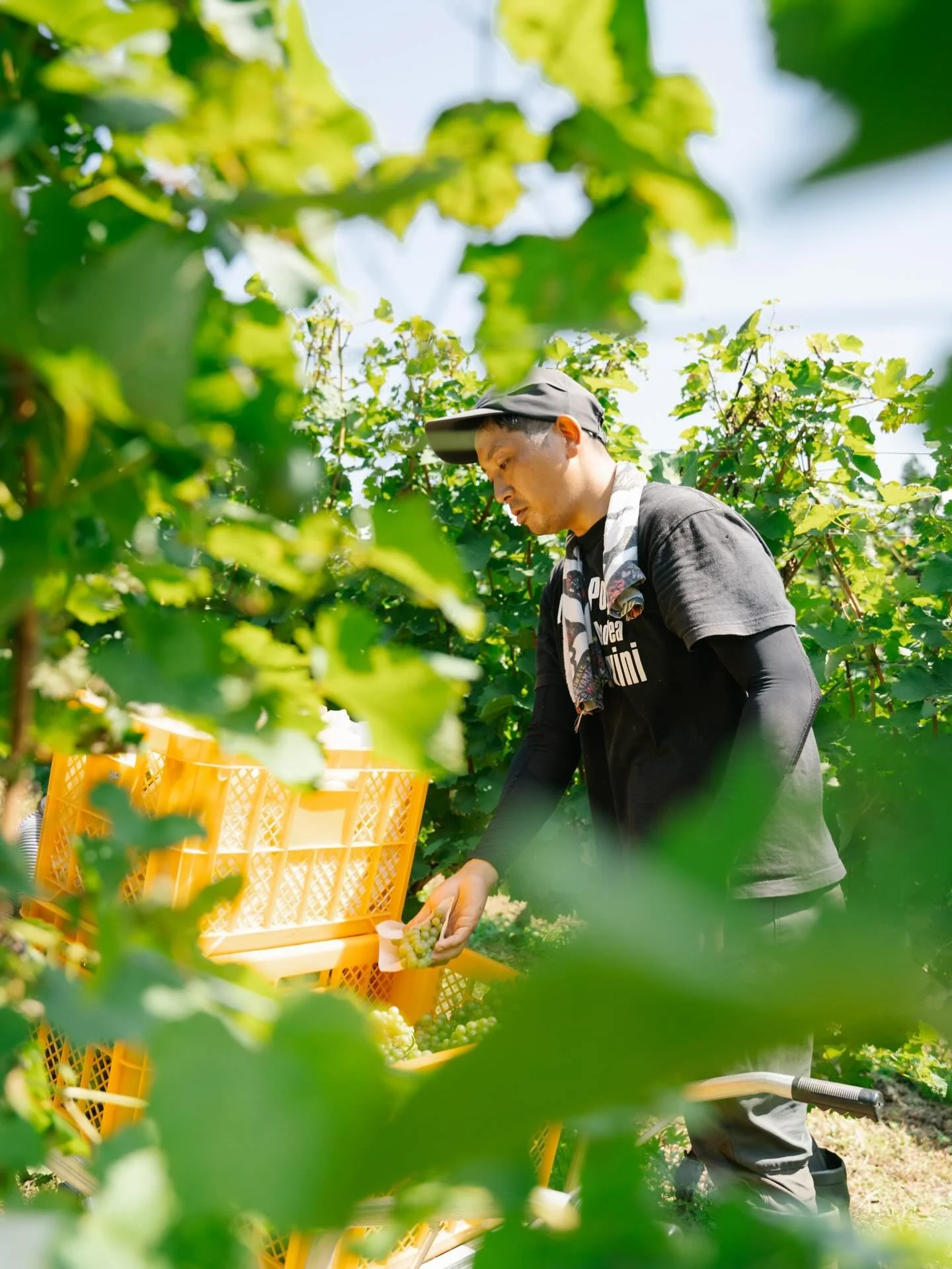 八漱葡萄酒の山田直輝さん
岩手県滝沢市のぶどう畑で。
@naoki.yamada.9843 

shot for @tekuri_morioka 
thanks @ilcompleanno 

#takamuneito
#イトウタカムネ写真事務所