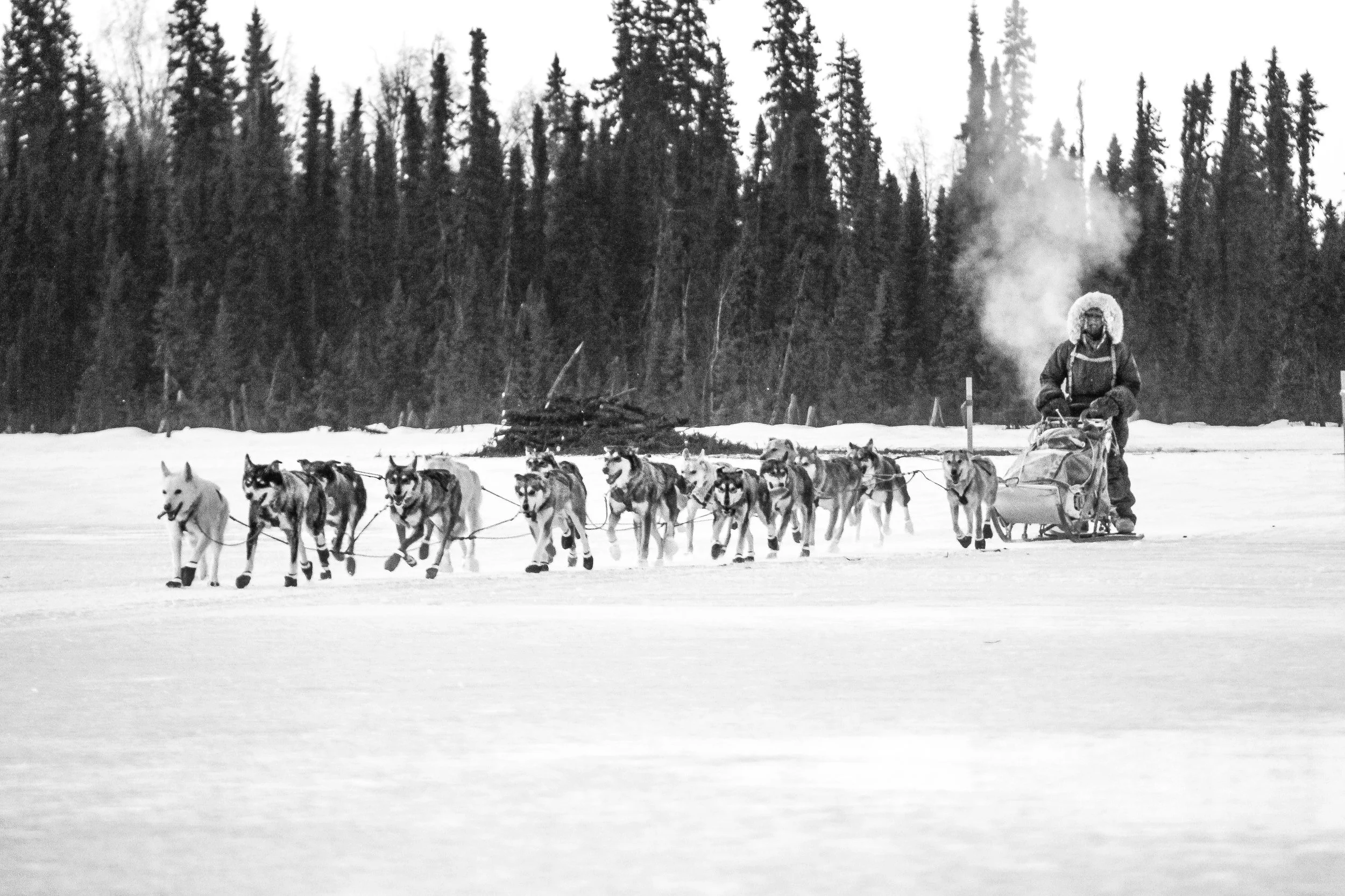 Iditarod Dog Sled Race