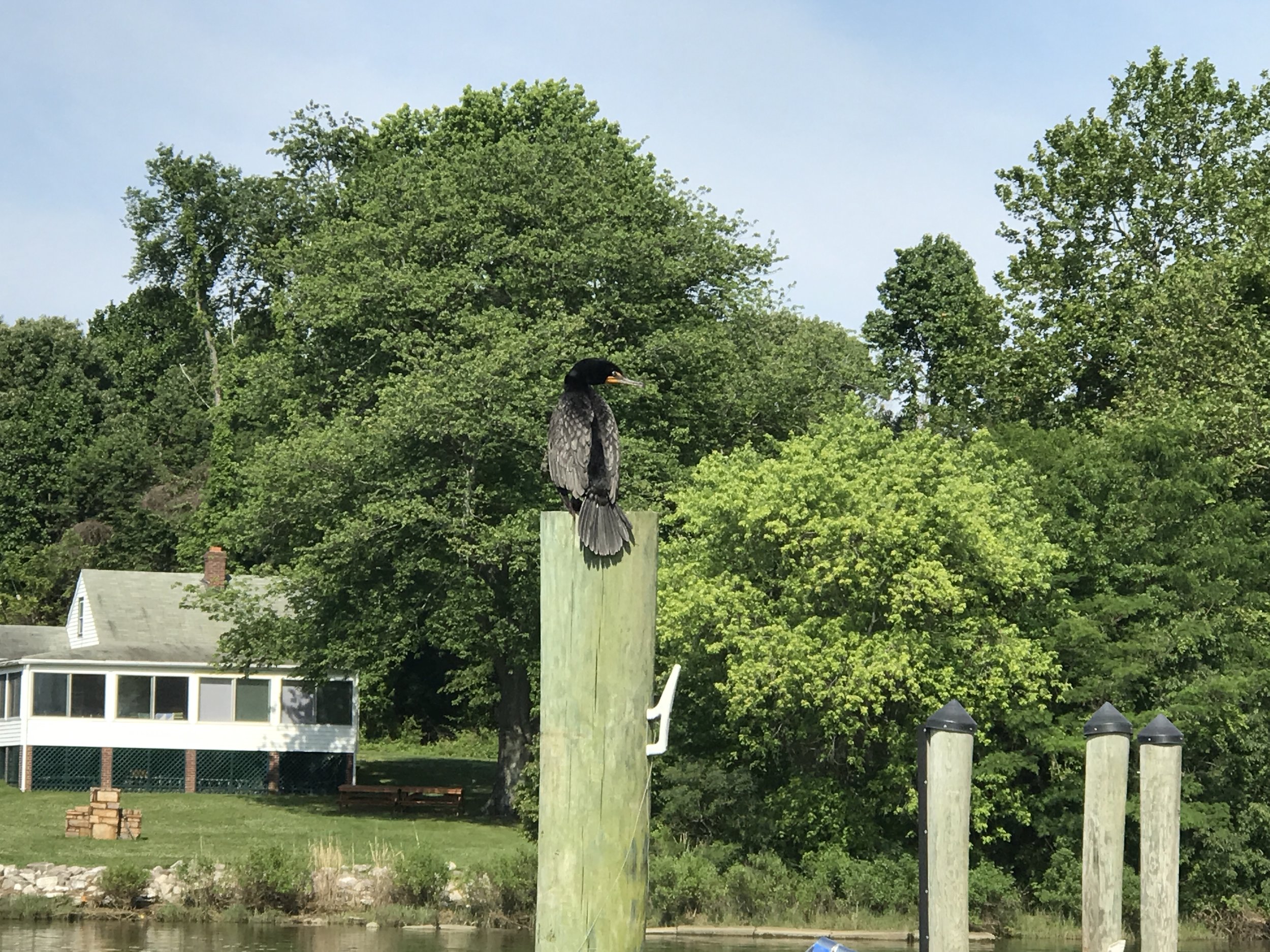 Our local cormorant